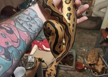 Python Królewski Python Regius Leopard clown OD