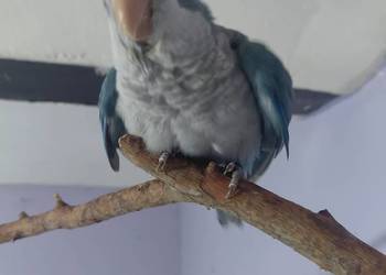 Sprzedam mniche nizinną ręcznie karmioną