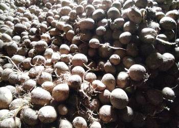 Ziemniaki sadzeniaki gala rok po centrali