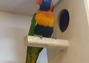 ### Papugi Lorysy ###