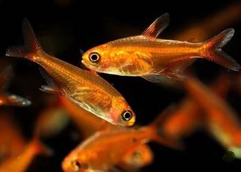 Bystrzyk Amandy - Hyphessobrycon amandae - SZEROKA OFERTA