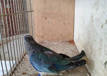 Łąkowka Wspaniała