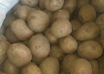 Ziemniaki sadzeniaki irga