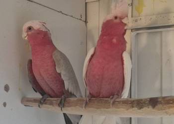 Kakadu różowe para lęgowa