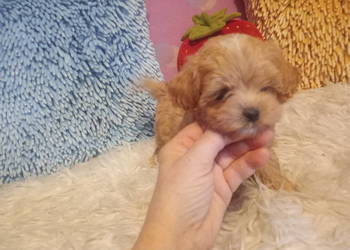 Maltipoo, Pudel Tecup RED BROWN & Maltańczyk -piesek mini