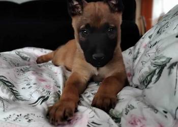 Owczarek Belgijski Malinois Szczeniaki