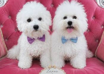 Bichon frise z rodowodem FCI do odbioru po szczepieniach