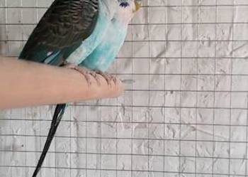 Sprzedam nimfy i faliste