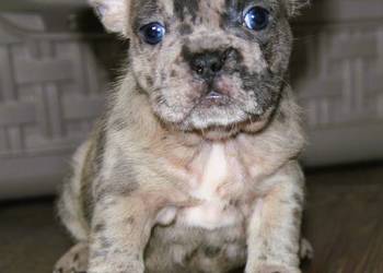 Buldog Francuski maluchy Blue-Merle