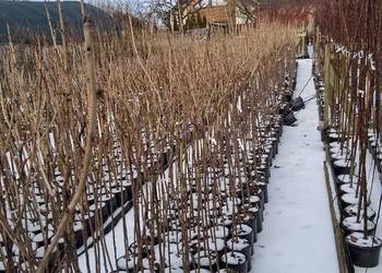 Porzeczki i agresty szczepione na pniu