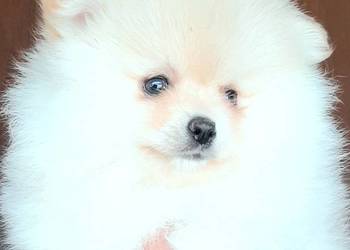 Szpic miniaturowy pomeranian  suczka