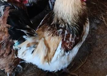 Sprzedam koguty tegoroczne ozdobne