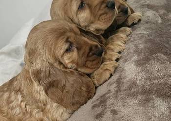 Cocker Spaniel szczeniaki