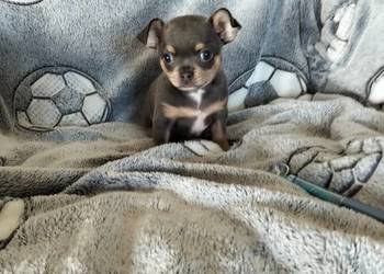 Niebieski chihuahua