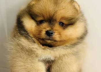 Szpic Pomeranian miniaturowy szczeniak piesek ZKwP