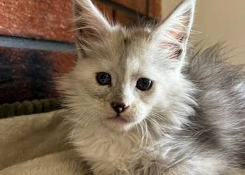 Iris kotka Maine Coon