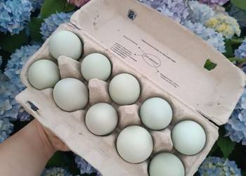 Świeże jajka zielononóżek z domowej hodowli – wiejskie, naturalne