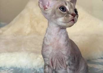 Devon Rex cudowny * Kocurek * bicolor liliowy pregowany
