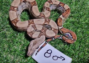 Boa cesarski  Jungle