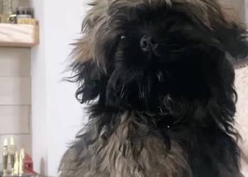 Shih Tzu Ares z rodowodem z hodowli Żywe Srebro z Leśnego Zakątka