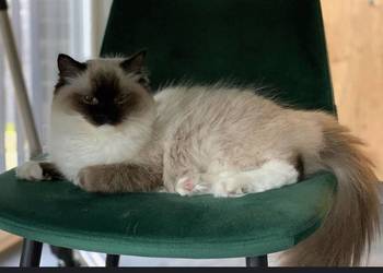 Łagodna kotka Ragdoll