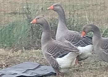 Gęsi landers i garbonose żywe i tuszki