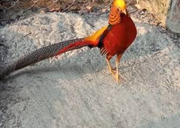 Do sprzedania bażant złocisty