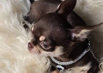 Chihuahua Czekoladowy * Simba * Xxs