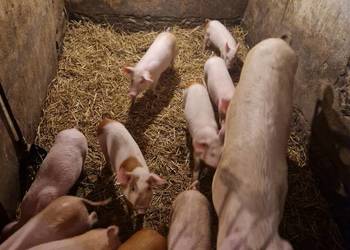 Prosiaki prosięta warchlaki 30szt