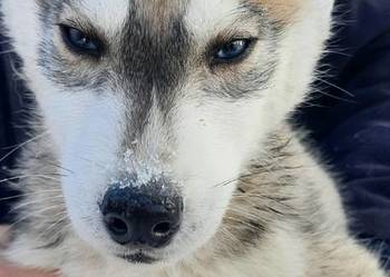 Szczeniaki syberiany husky