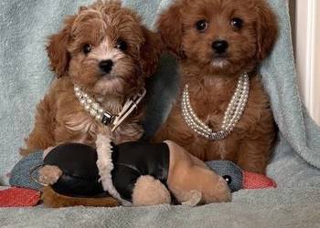 Cavapoo cavoodle szczeniaki malutkie cavalier/pudel toy