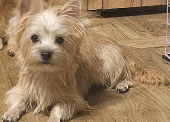 Yoreczka - śliczna dziewczynka - złota