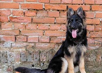 Szczenięta Owczarek Niemiecki Długowłosy