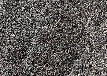 Nostrzyk biały dwuletni 2022. Nostrzyk biały dwuletni 2022.