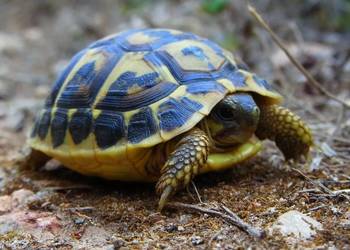 Żółw grecki (Testudo hermanni)