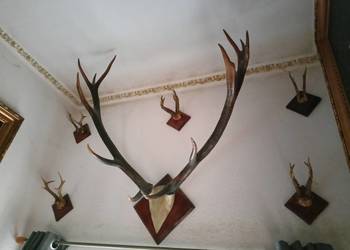 Poroże
