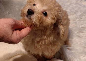 Pudel toy - morelowy