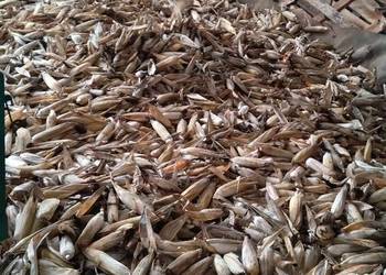 Kukurydza w kolbach z łuska na opał.