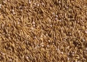 Sprzedam mieszankę owsa z 30% grochu