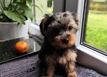 Yorkshire Terrier