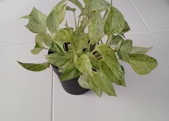 Epipremnum Marble Queen Snow