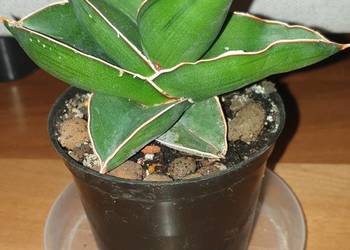 Sansewieria samuraj, najprawdopodobniej