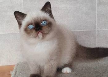 Kocięta Perskie i Egzotyczne