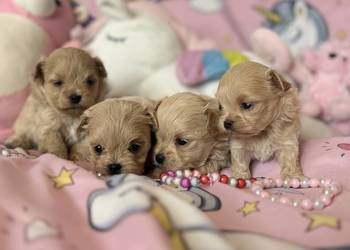 Maltipoo szczenięta