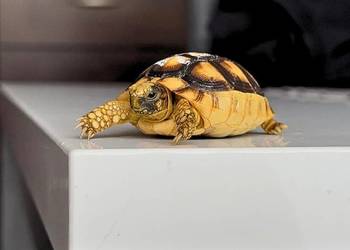 Żółwie na sprzedaż