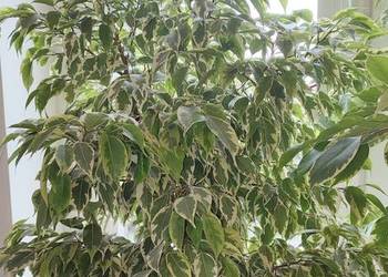 Beniaminek Fikus Brzózka Kwiatek 3 sztuki