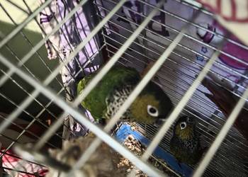 Sprzedam parę rudosterek rupicola