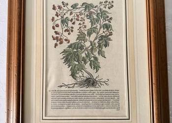 Antyczny Miedzioryt 1563 Oryginalny Starodruk Botaniczny Aconitum XVI Wiek