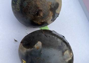 Gruszki, sfery tylnego zawieszenia Citroen c5 I lift, ht44