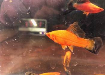 Mieczyk Kalafior Cauliflower Wagtali